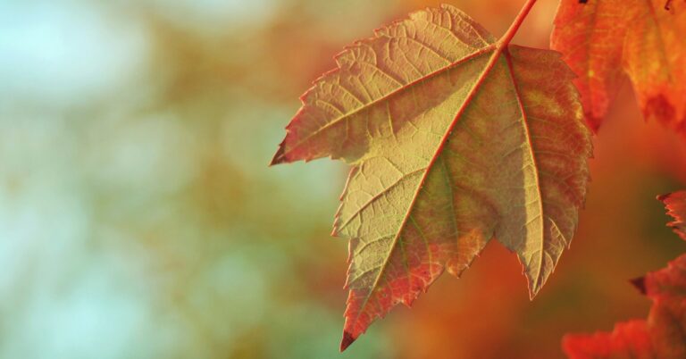 bokeh lights photography of brown maple leaf